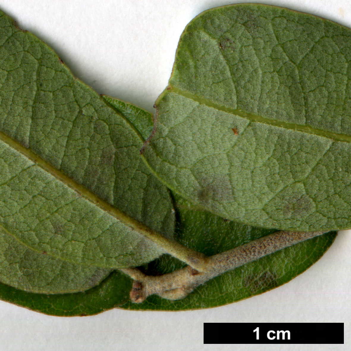 High resolution image: Family: Fagaceae - Genus: Quercus - Taxon: brandegeei 
